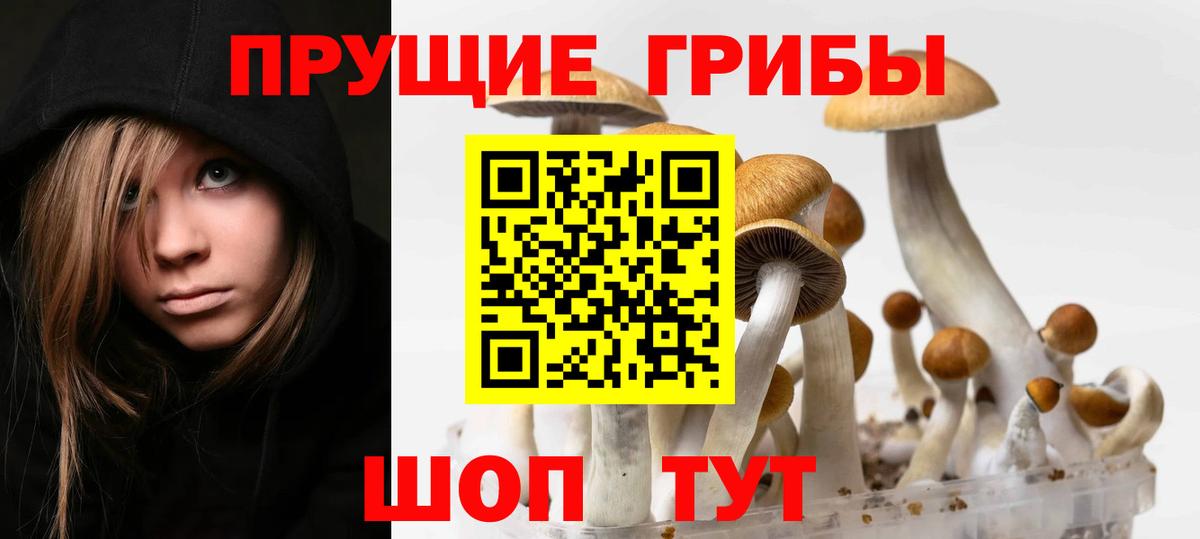 Галлюциногенные грибы Psilocybine cubensis Звенигород